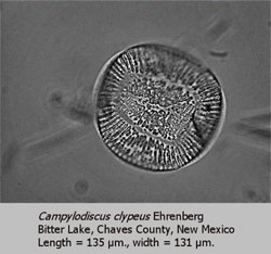 Campylodiscus clypeus