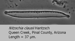 Nitzschia clausii hantzch