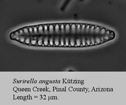 Surirella angusta kutzing