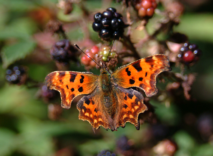 Comma Butterfly, Beautiful Butterfly Pictures, Beautiful Butterfly