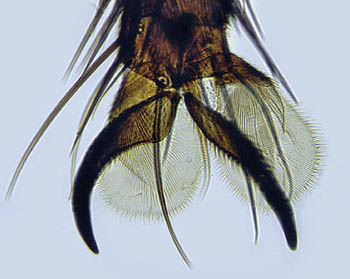fly under microscope
