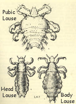 lice identification