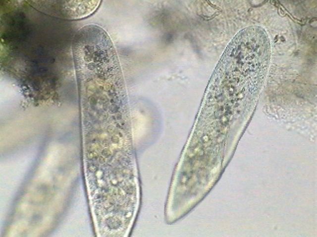 labeled animal cell with vacuole. Antibodies labeled science