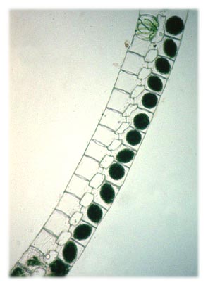Labeled Volvox Cell. a volvox labeleddiagrams