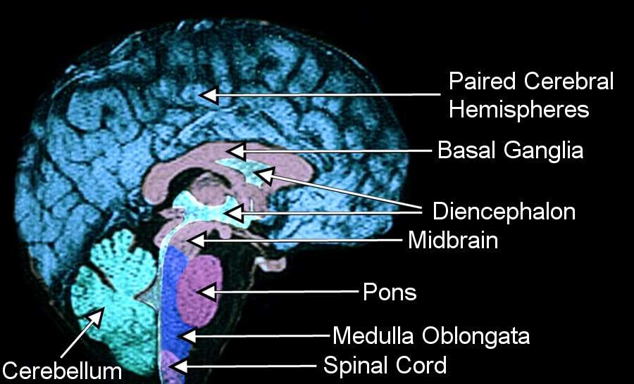 human brain drawing. 2: Overview drawing of human