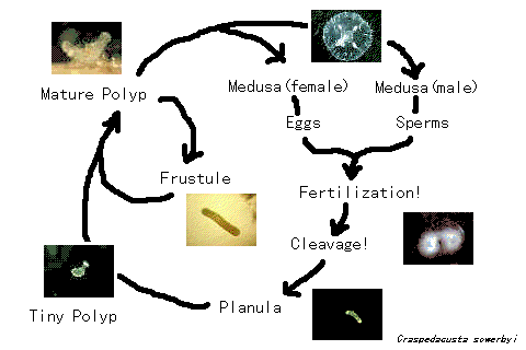 life cycle of the jellyfish