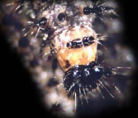 caterpillar of map butterfly with black fore-shoved head capsule