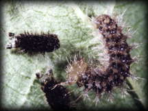 freshley moulted map butterfly caterpillar with the old skin on the left