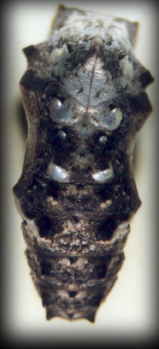 pupae of map butterfly