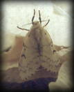 female gypsy moth butterfly