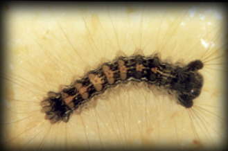 gypsy moth caterpillar at 2nd larvae instar