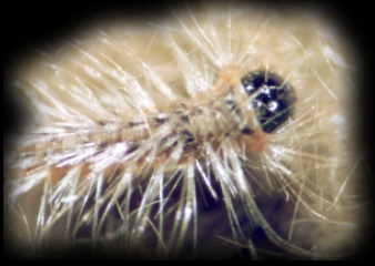 young caterpillar of gypsy moth