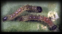 young caterpillars of cabbage moth
