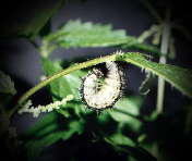 caterpillar of a small tortoiseshell caterpillar, Nymphalis urticae, preparing for pupating