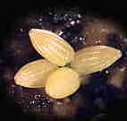 eggs of the large white butterfly, Pieris brassicae