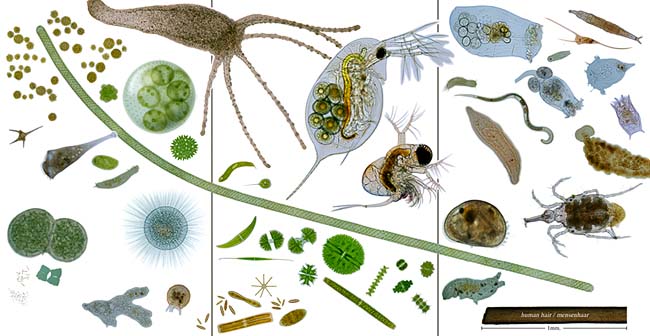 Pond Microorganisms Identification Chart