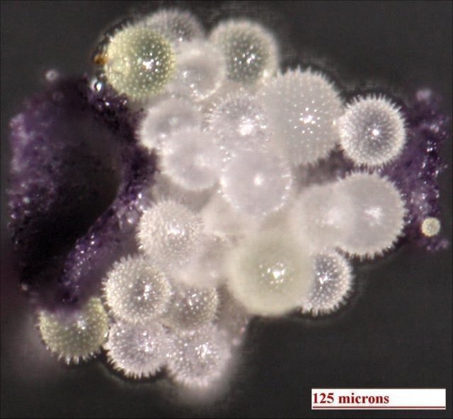 Rose Mallow pollen