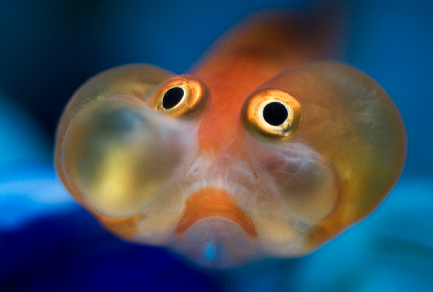 bubble eye goldfish front