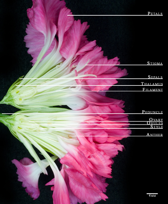 parts of flower diagram. A flower is the reproductive