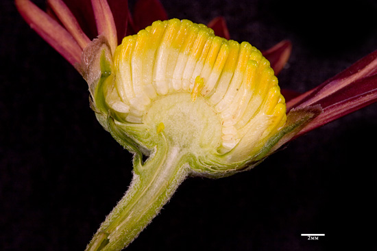 Flower Anatomy