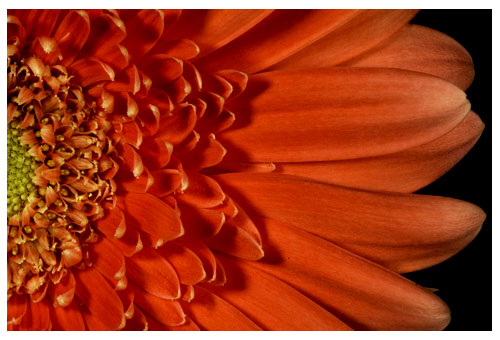 gerbera daisy