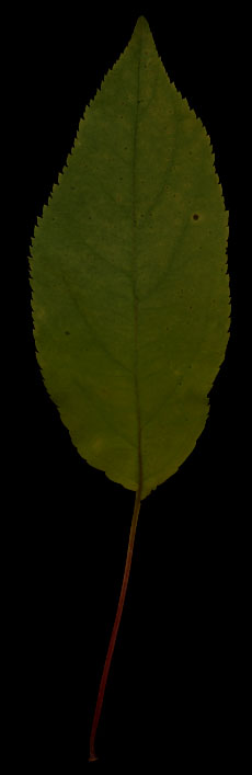 pigeon cherry leaf