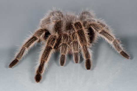 the Chilean rose tarantula