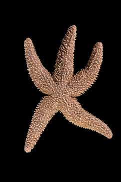 stone canal starfish