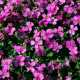 Aubretia