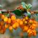 Berberis