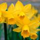 Daffodil dwarf golden