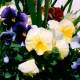 Pansies