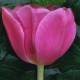 Tulip pink