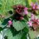 purple deadnettle