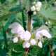 White deadnettle