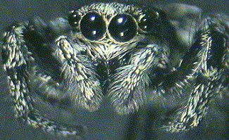 Jumping spider