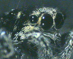 Jumping spider