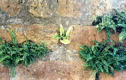 Maidenhair spleenwort and hart's tongue