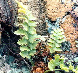 Male fern