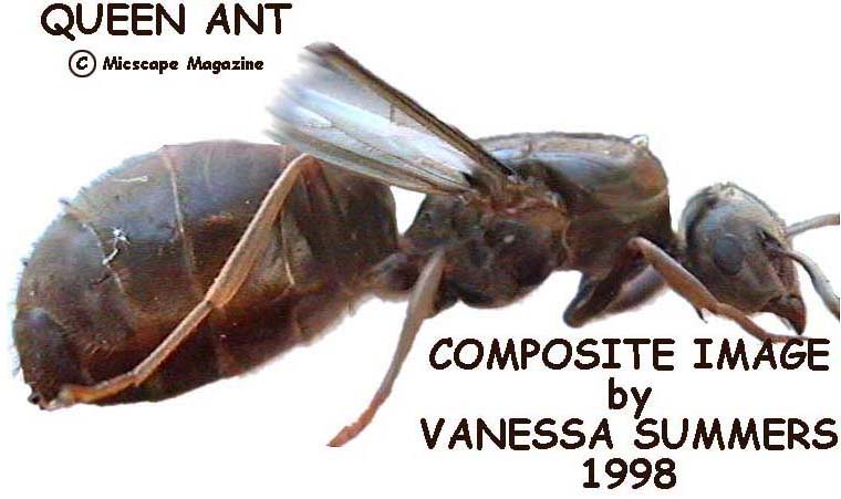 Ants in yer pants