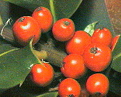 Holly berry