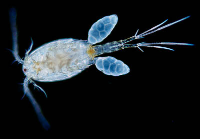 copepod.jpg