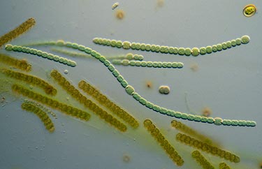 cyano.jpg