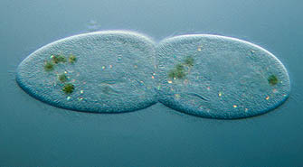 ciliates under microscope