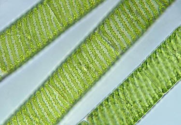 spirogyra.jpg