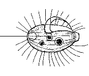 cyclidium