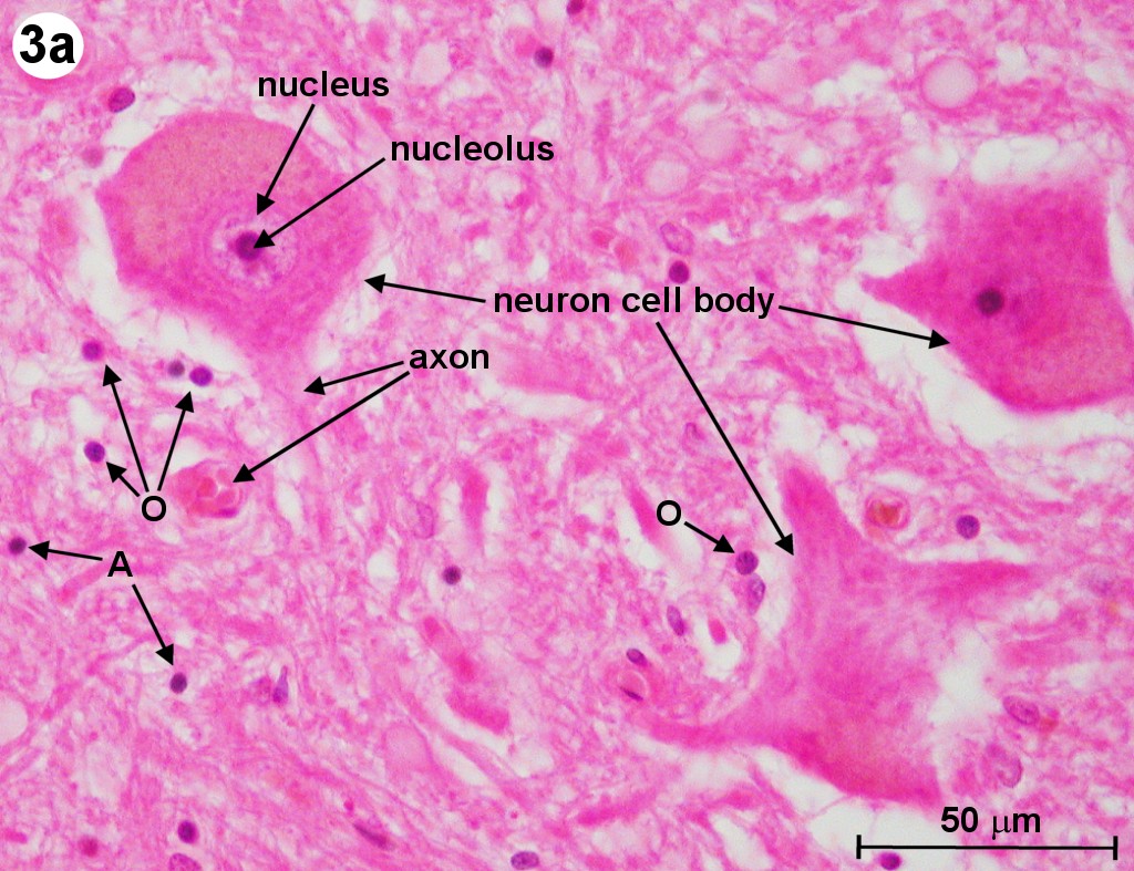 Exploration of the Human Spinal Cord