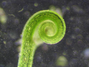 Bladderwort tendril - small image