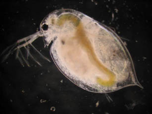 Daphnia - small image