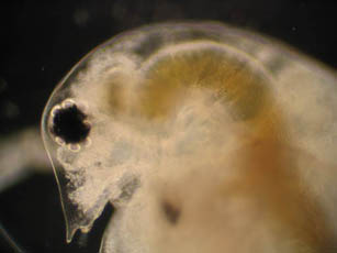 Daphnia Head - small